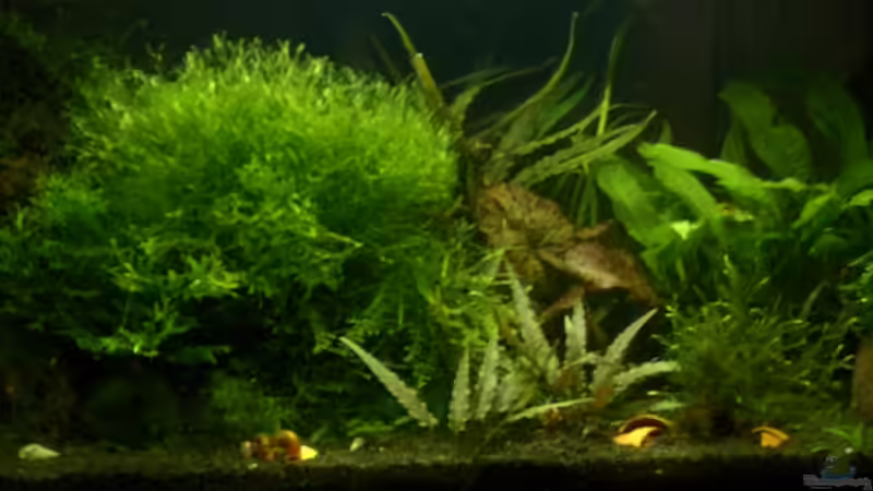 Becken Gesamtansicht von Lewino (2)