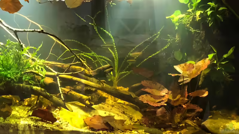 Becken Gesamtansicht von schroepse (5)