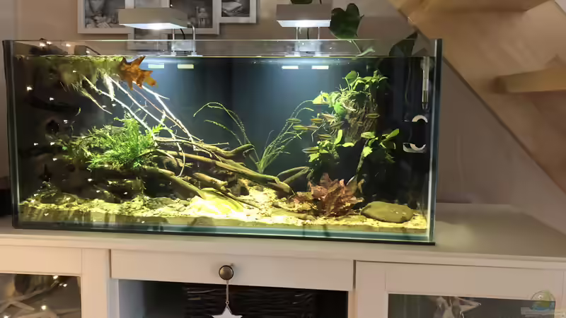 Becken Gesamtansicht von schroepse (9)