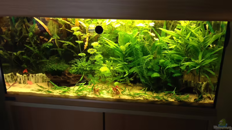 Becken Gesamtansicht