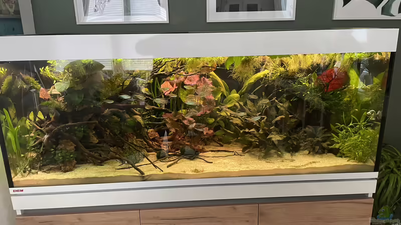 Becken Hauptansicht  von Franne (11)