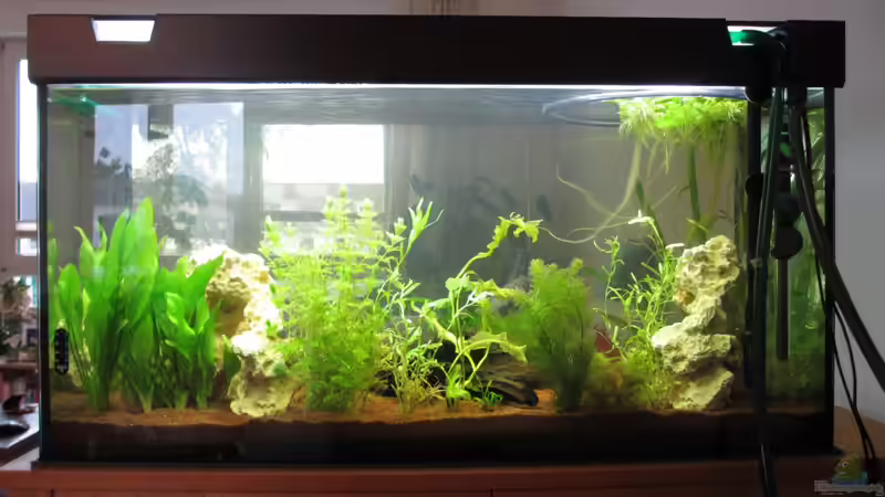 Becken hinten von Frank H. (2)