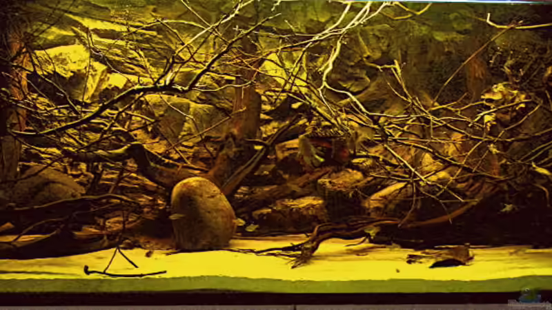 Becken im April 2014: Kurz nach dem Start, mit ??sten und angefärbt. von timo-on-keys (12)