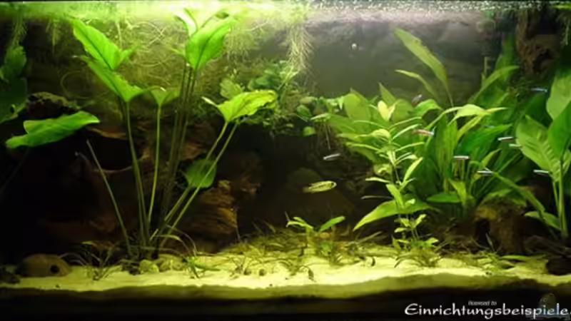 Becken im Dezember 2006 von Juliane Schmidt (3)