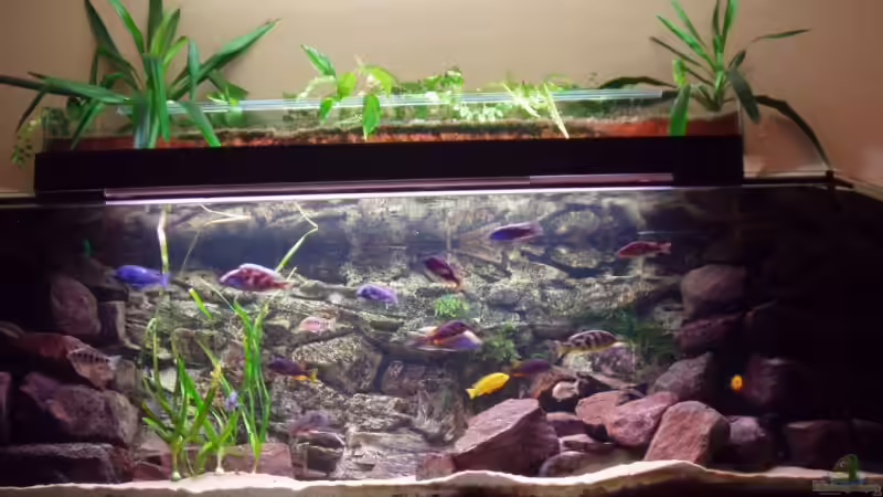 Becken im Dezember 2008 von Baresi (3)