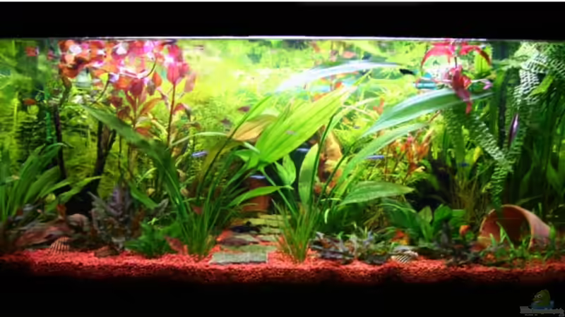 Becken im Dezember 2008 von Melle (4)