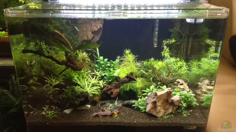 Becken im Dezember 2013 von Thainrinn (2)