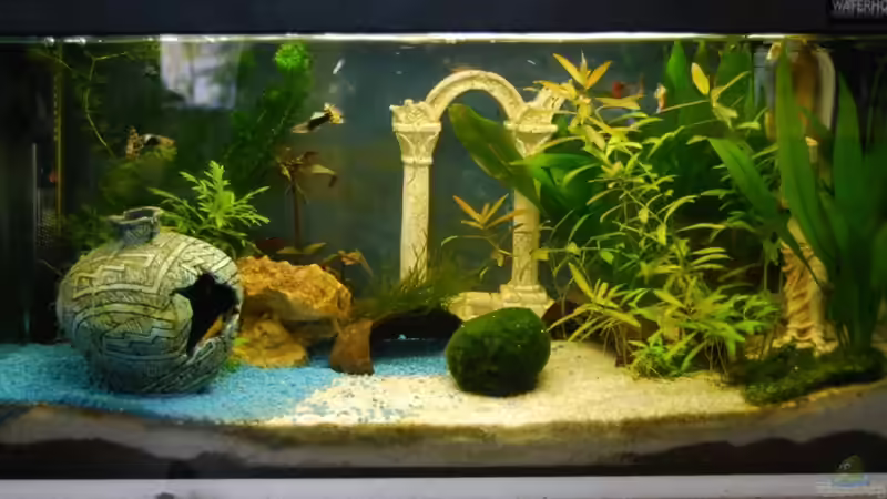 Becken im Dezember (leider etwas kahl) von Julia (2)