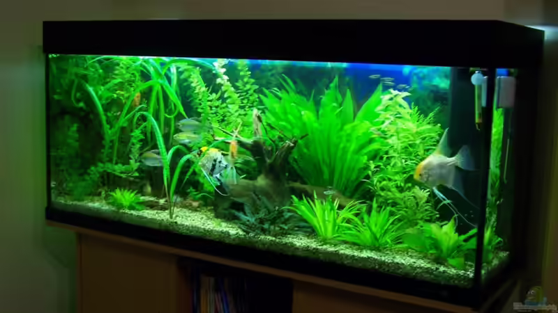 Becken im Juni 2009 von Dani7 (3)