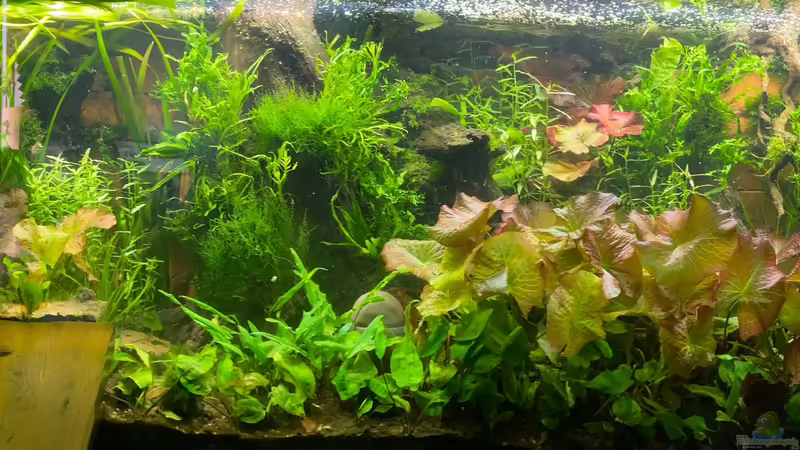 Becken im März 2022 von Lina L. (2)