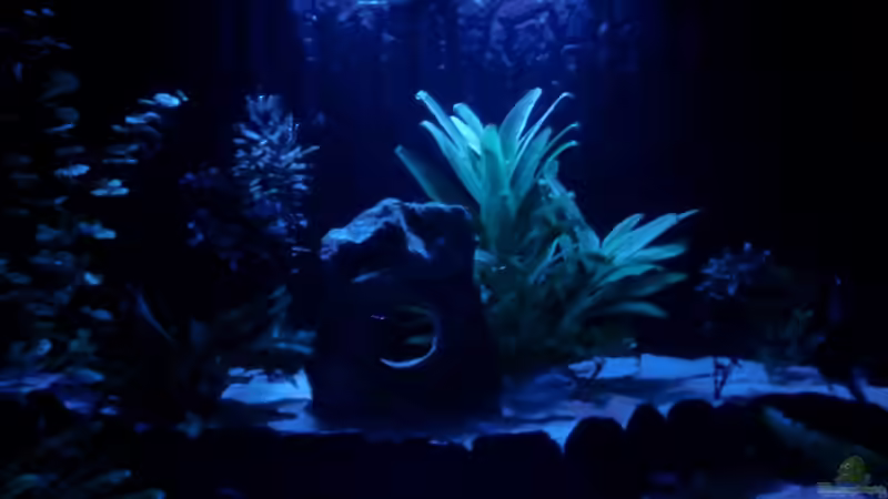 Becken im Mondlicht von schecki (2)