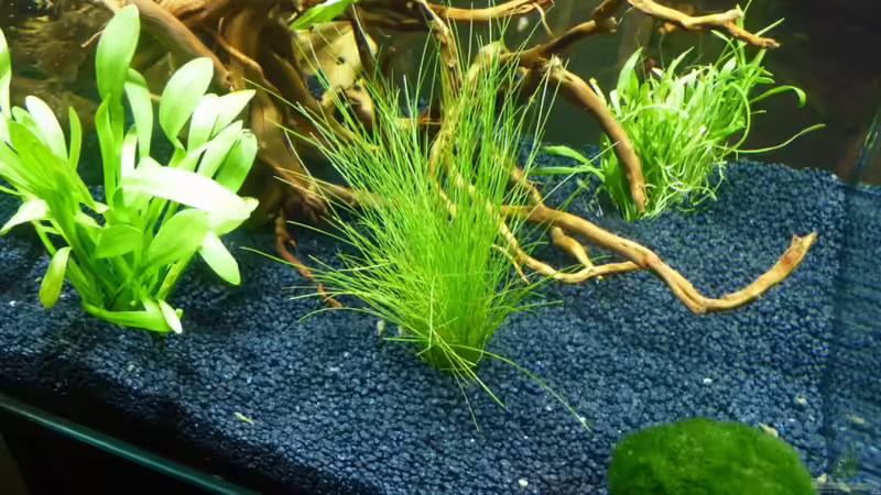 Becken in den ersten Tagen  von Josef Braun (11)