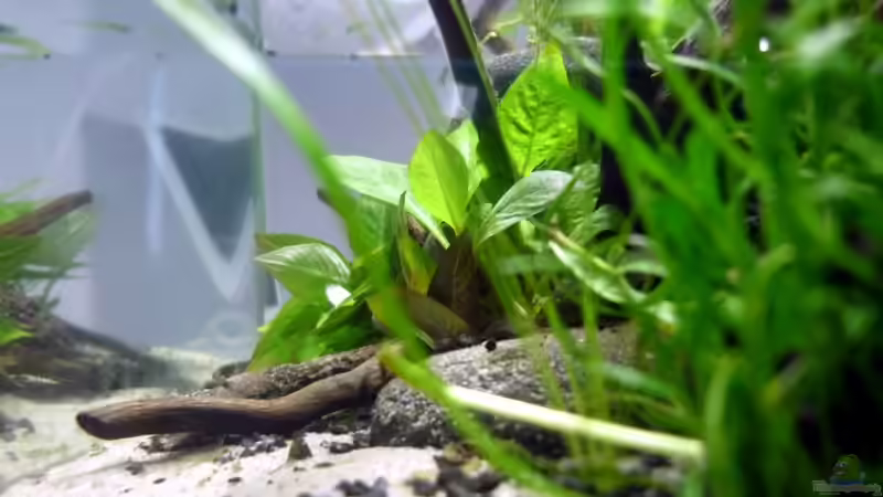 Becken in der Seitenansicht von Chris_R. (25)