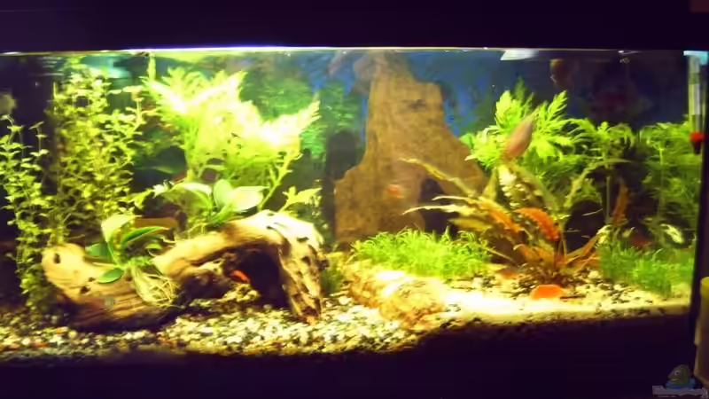 Becken in der Totalansicht