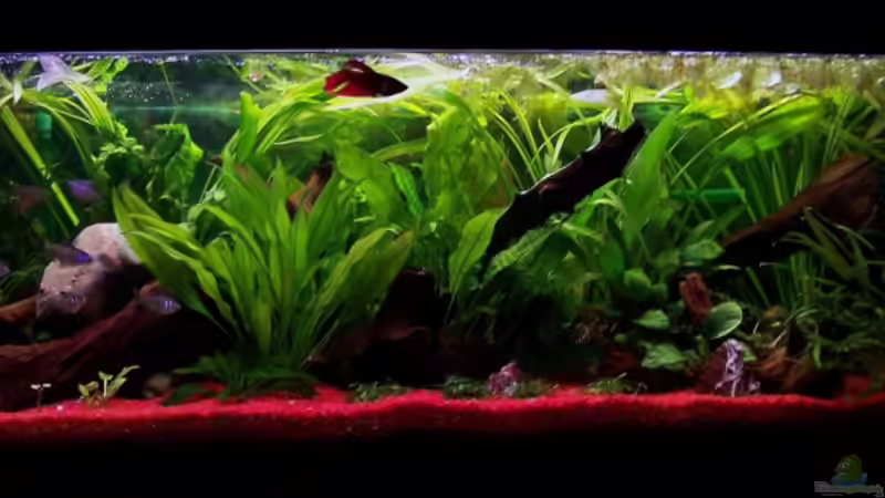 Becken in der Totale.