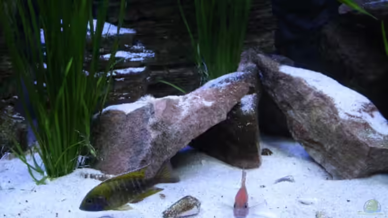 Becken in der Tropdendämmerung(15.12.08) von Florian Bandhauer (11)