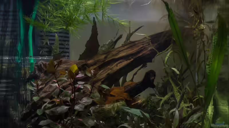 Becken in Vorbereitung von fischgarage (2)