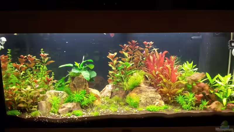 Becken in Woche 6 von Cookiemonster (6)