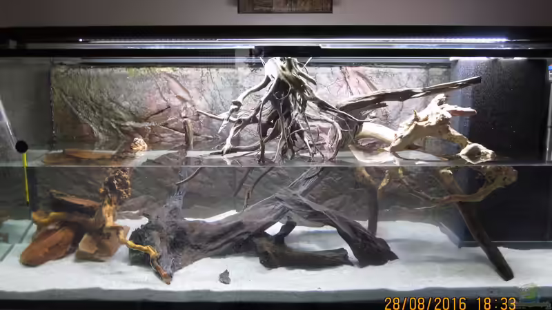 Becken ist halb voll,die Wurzeln bleiben fast da wo sie bleiben sollen, ein paar von Ottche (14)