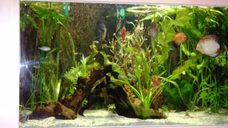 Becken Januar 2004 von Me)-(@niC ©® (2)