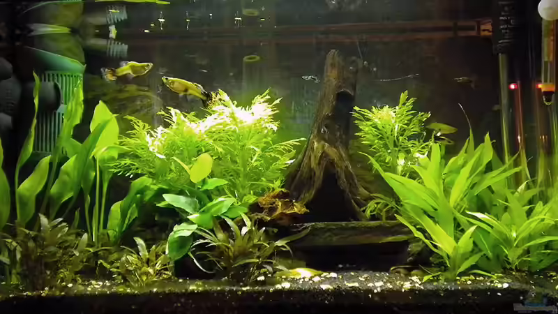 Becken jetzt 24.2.2011 von Marci (2)