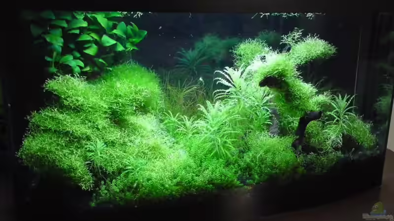 Becken jetzt mit schwarzer Rückwand von Patric (5)