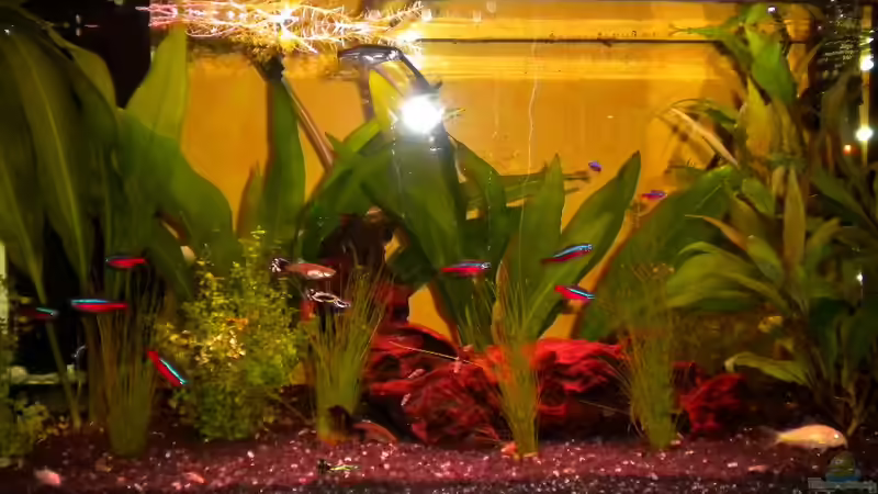 Becken jetzt(6.12.2010) von Marci (2)