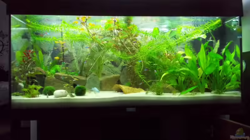 Becken (Juli) von Thomas Huber (5)