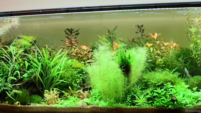 Becken Juni 2014 von Thainrinn (3)