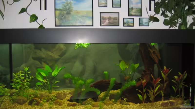 Becken Juwel RIO 240l von Siegfried Tränkner (1)