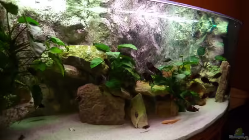 BECKEN JUWEL VISION 450 von Matthias Müllich (2)