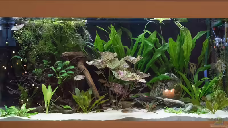 Becken komplett Dez. 2017 (inkl. Weihnachtsbeleuchtung) ;) von Fäbi_CH (13)