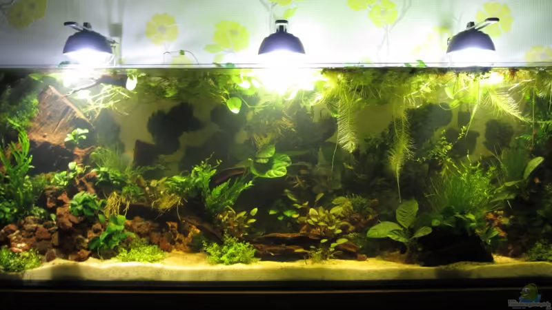 Becken komplett frontal von Frank H. (1)