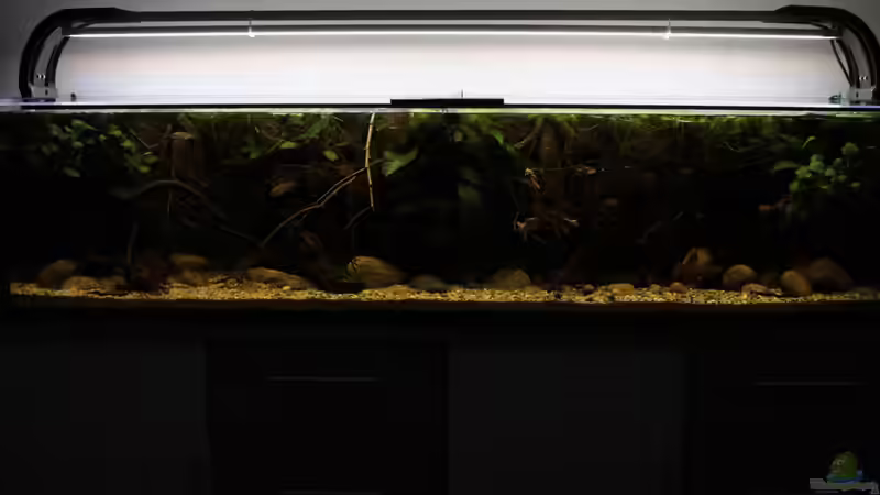 Becken komplett von die Perle... (9)