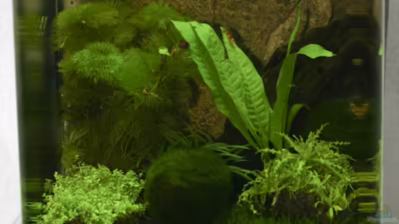 Becken kpl. von Applehorsti (2)