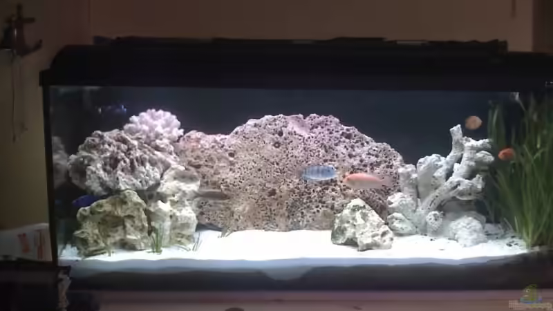 Becken kplt. von Harald Ollenburg (2)