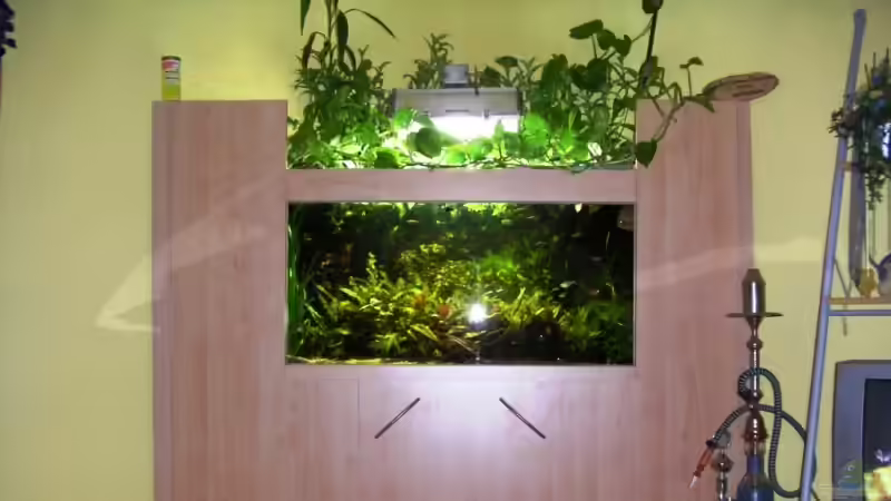 Becken Kreisheimschau 2005 (5ter Platz Pflanzenbecken) von Me)-(@niC ©® (4)