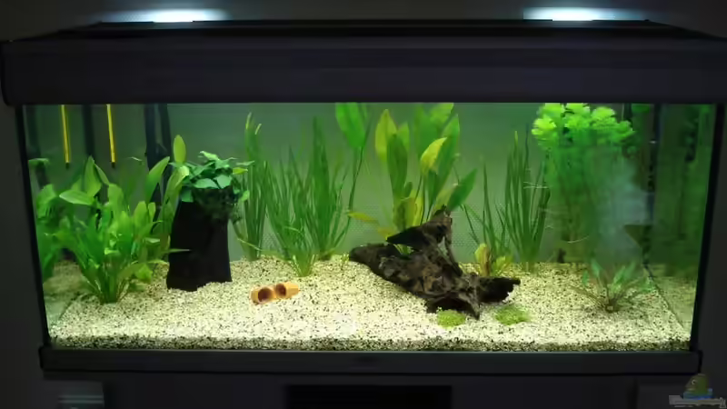 Becken kurz nach dem Einrichten Januar 2009 von Chris 81 (2)