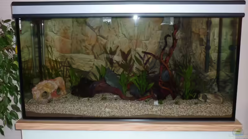 Becken kurz nach dem Einrichten von MaTrou (2)