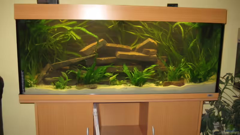 Becken kurz nach dem Einrichten von SuperReal (4)