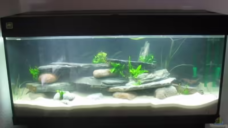 Becken kurz nach dem Einrichten vor 8 Wochen, aktuelle folgen....