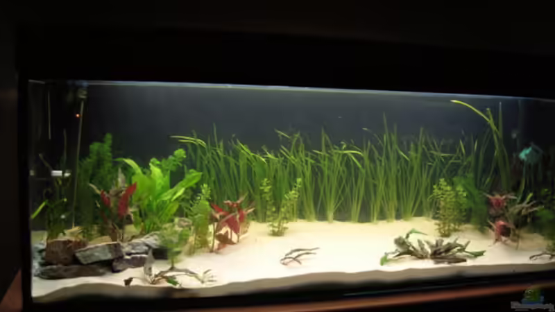 Becken Kurz nach der Einrichtung von Burgherr (3)