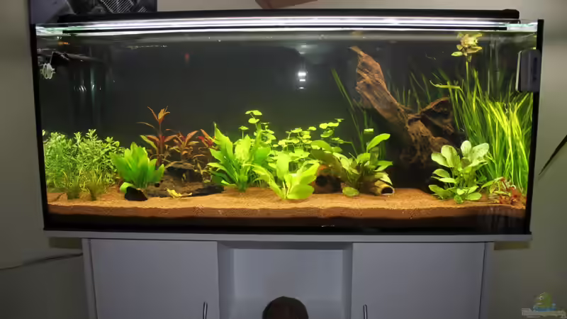 Becken kurz nach der Einrichtung von urml87 (2)