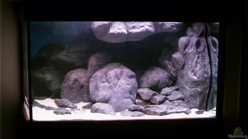 Becken kurz vor dem Einsetzen der Fische von Pütti (3)