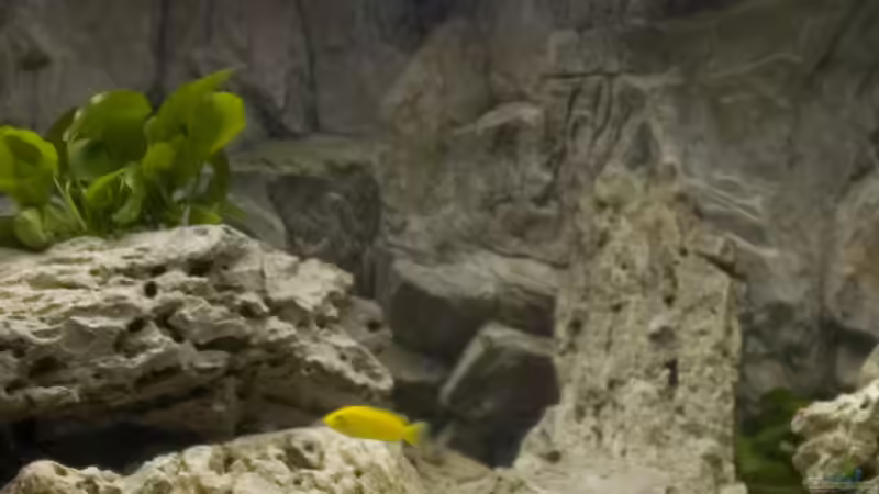 Becken-L von Willem Prins (4)