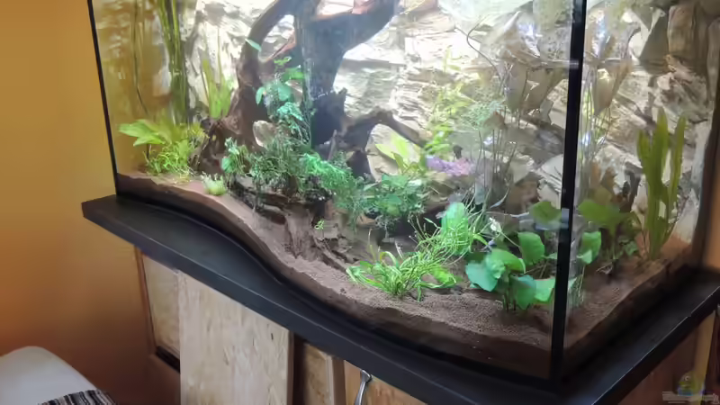 Becken leider wieder ausgeräumt..Bodengrund von JBL hat zu viele Nährstoffe abgegeben..Folge von Tino Schurz (2)