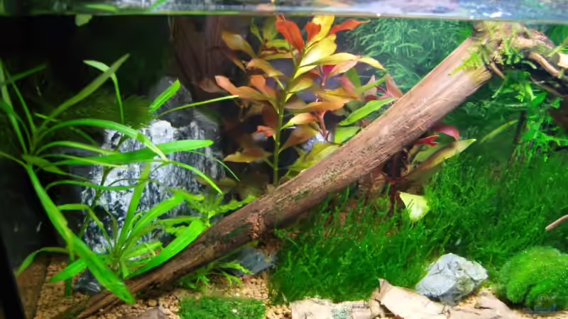 Aquarien mit Rucksackfilter (Anhängefilter)