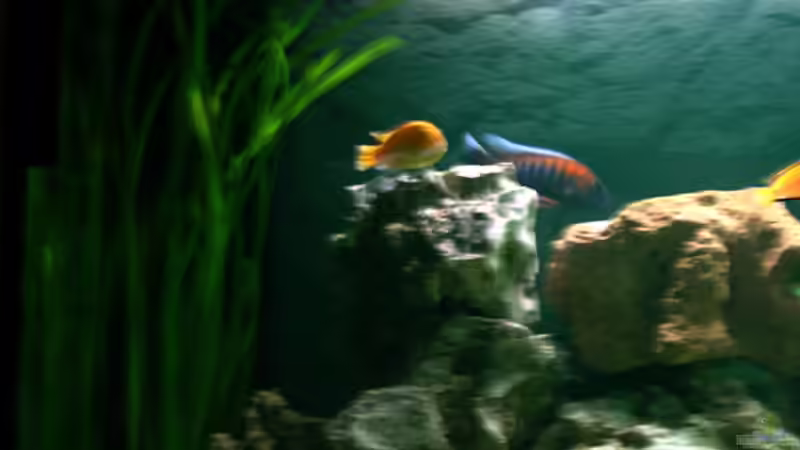 Becken linke Seite von Alexandra Bijok (2)