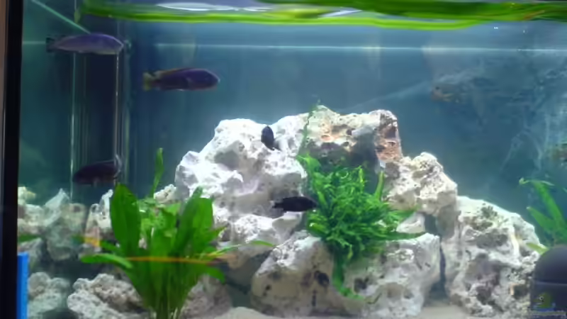 Becken linke Seite von Conny Stähr & Marcus Schnieders (2)