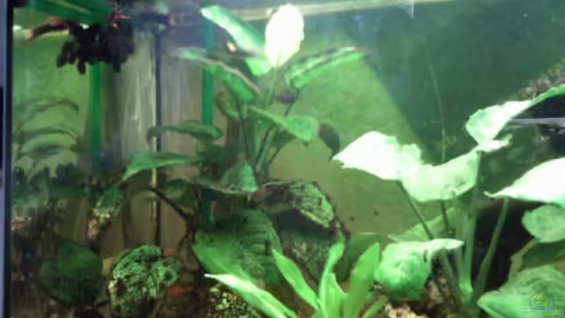 Becken,linke Seite von mikael38 (2)